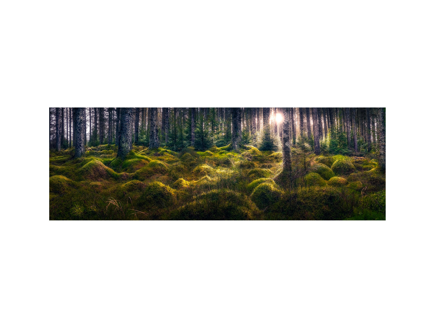 Kielder Forest's "Enchanted"