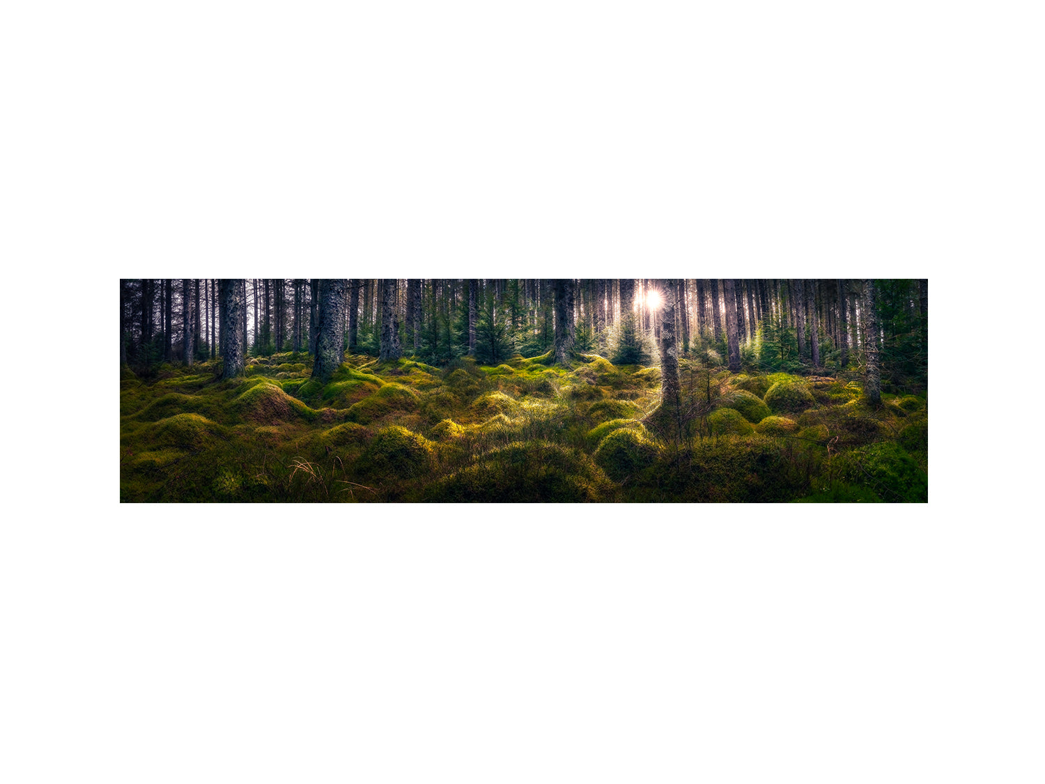 Kielder Forest's "Enchanted"