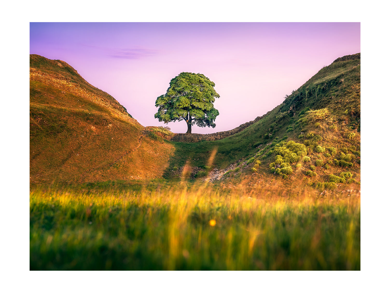 Sycamore gap's "Bliss"
