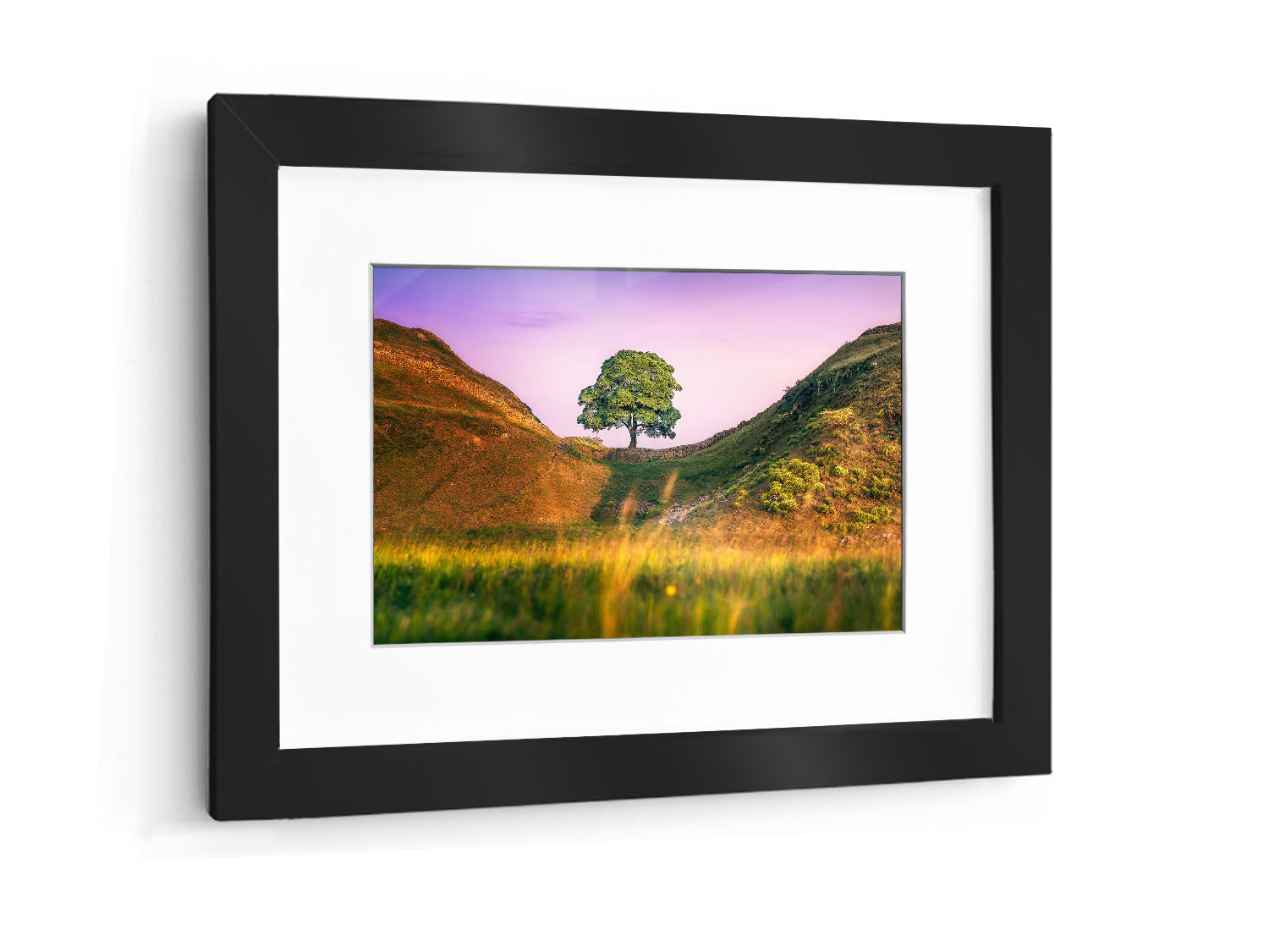 Sycamore gap's "Bliss"