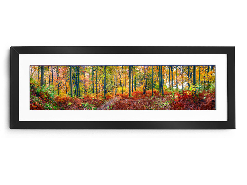 Behind the Lens: Autumn Colors and Forest Depths