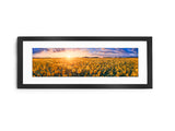 Sunflower Field