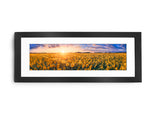 Sunflower Field