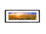 Sunflower Field