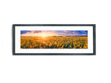 Sunflower Field