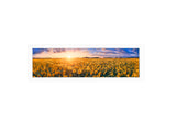 Sunflower Field