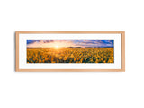 Sunflower Field