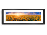 Sunflower Field