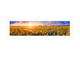 Sunflower Field