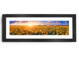Sunflower Field