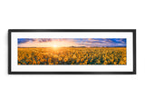 Sunflower Field