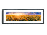 Sunflower Field
