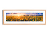 Sunflower Field