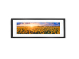 Sunflower Field