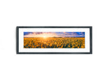 Sunflower Field