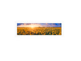 Sunflower Field