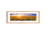 Sunflower Field