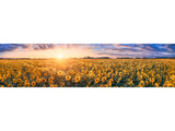Sunflower Field