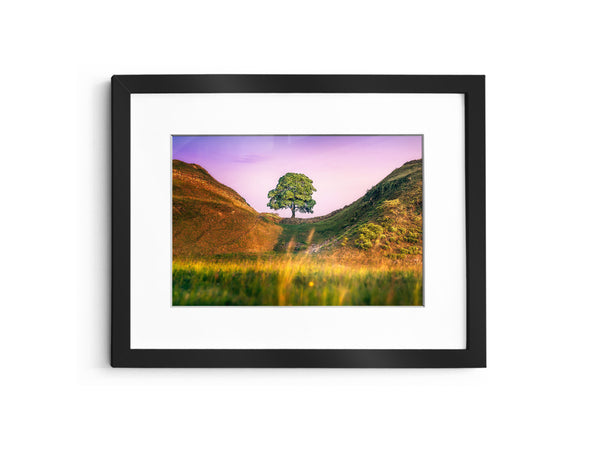 Sycamore gap's "Bliss"