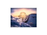 Sycamore Gap - England