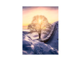 Sycamore Gap - England